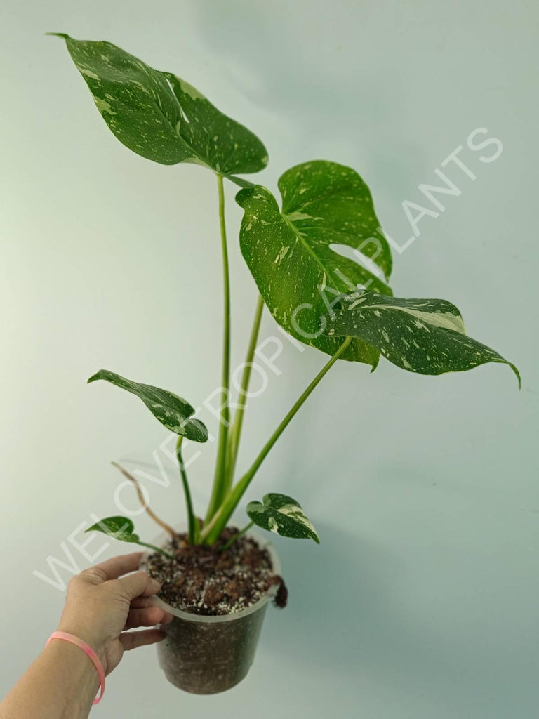 Monstera thai constellation