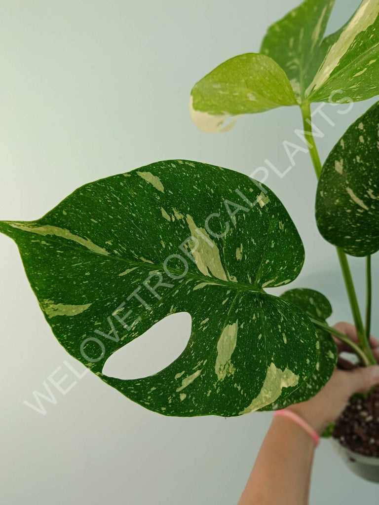 Monstera thai constellation