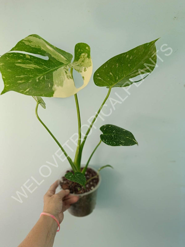 Monstera thai constellation