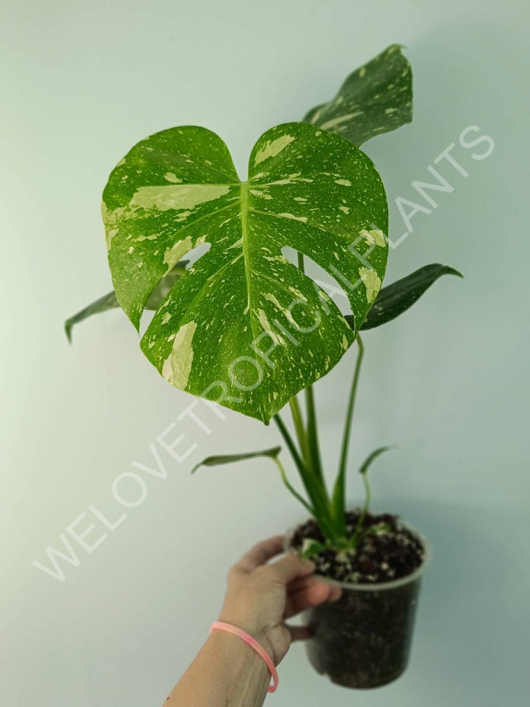 Monstera thai constellation