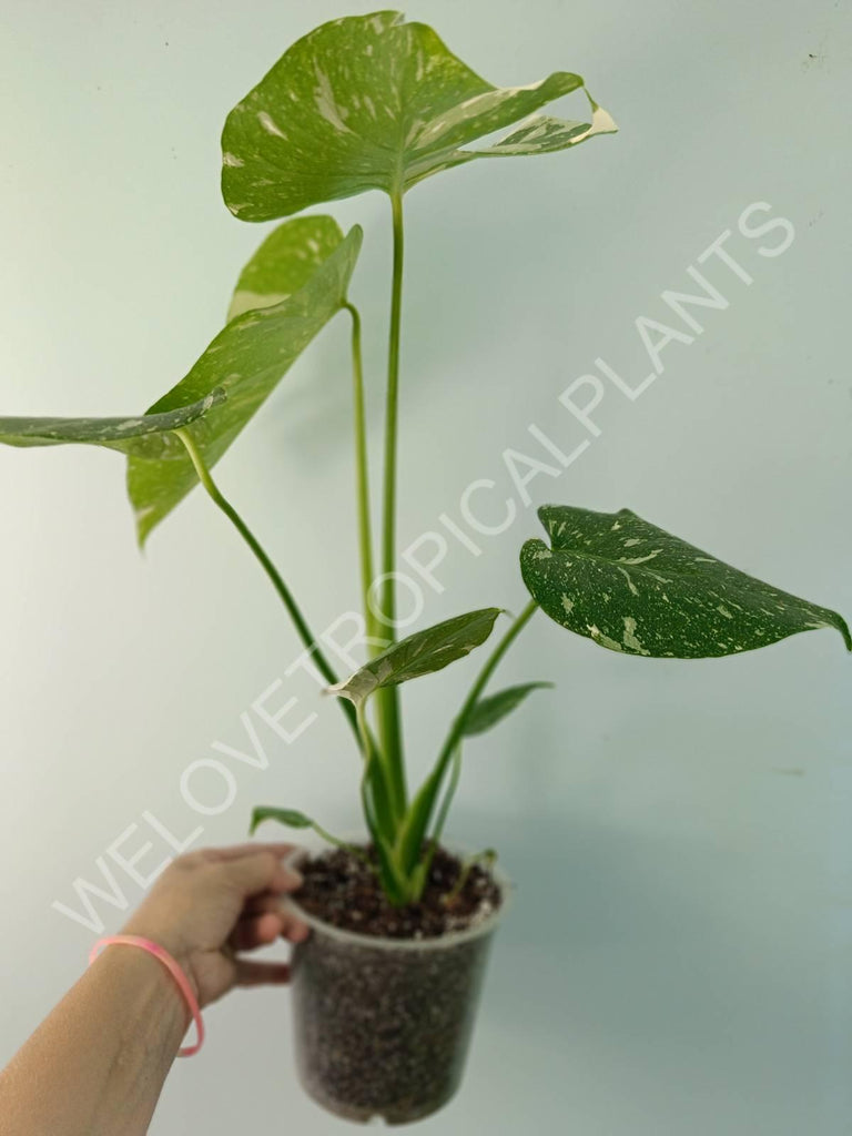 Monstera thai constellation