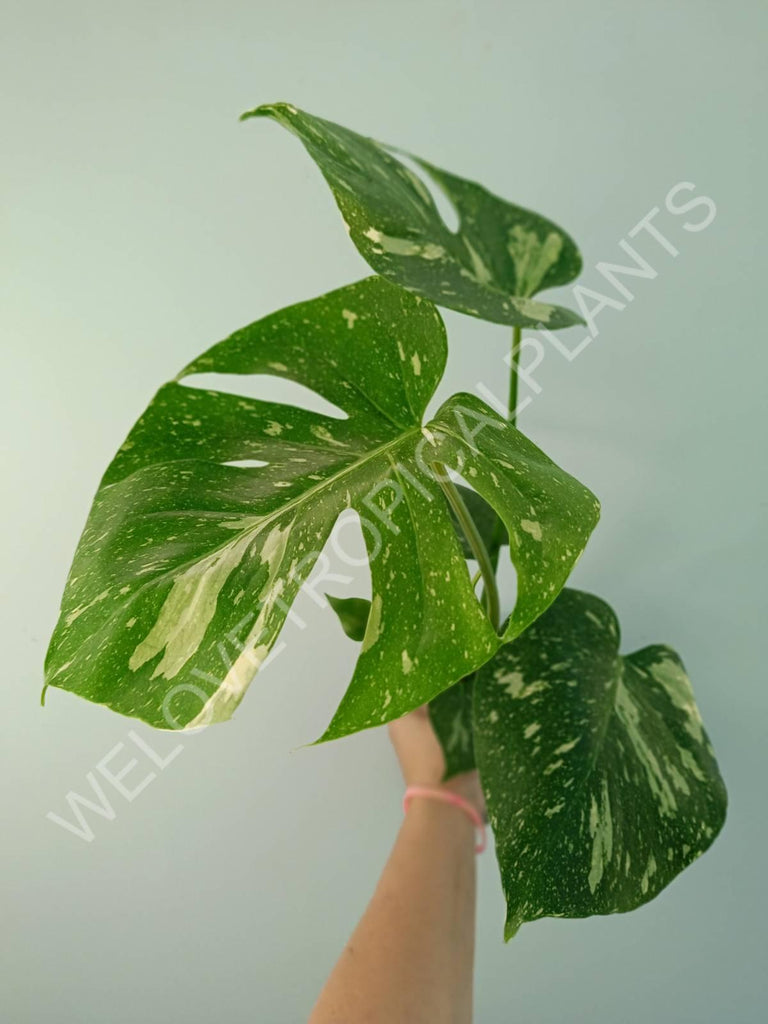 Monstera thai constellation