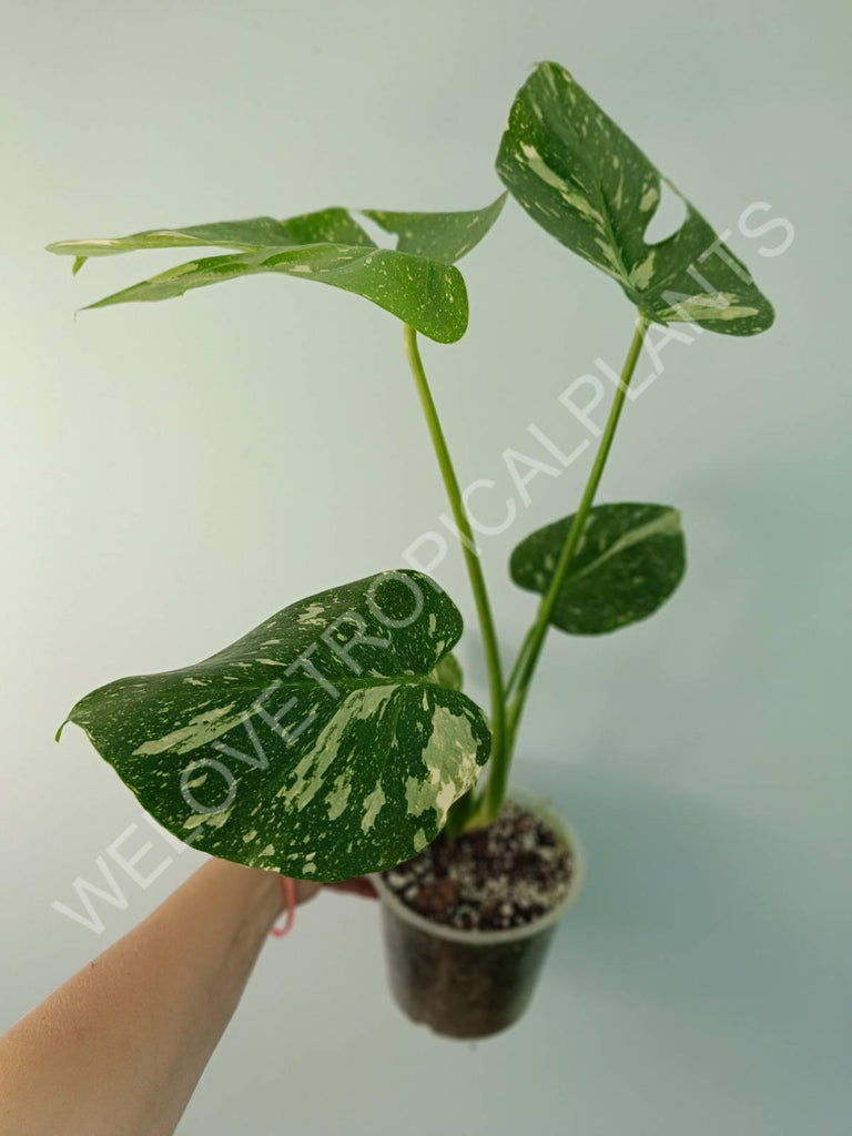 Monstera thai constellation