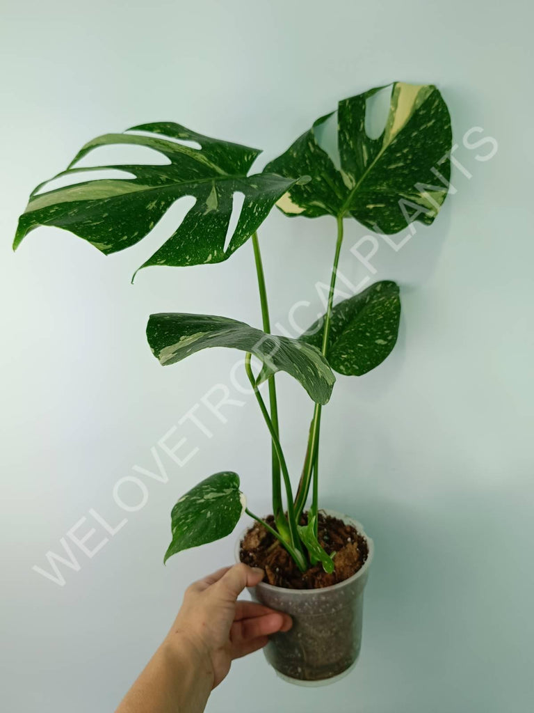 Monstera thai constellation