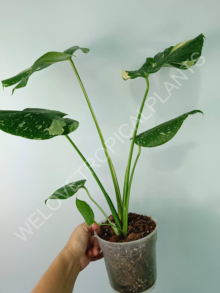 Monstera thai constellation