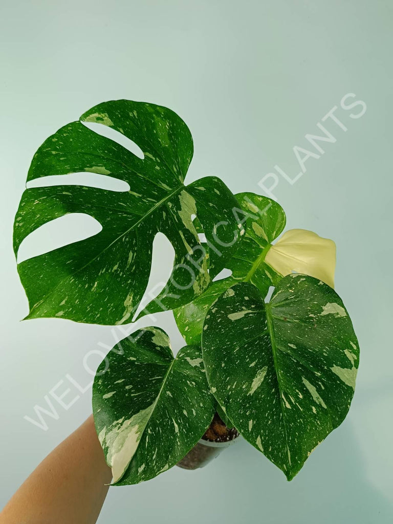 Monstera thai constellation