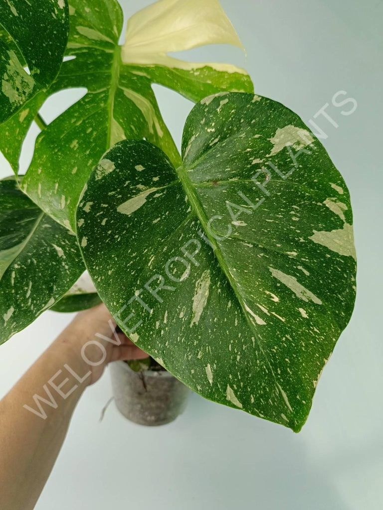 Monstera thai constellation