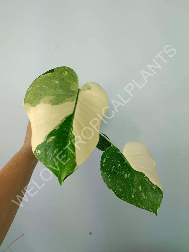 Monstera thai constellation EXTRA