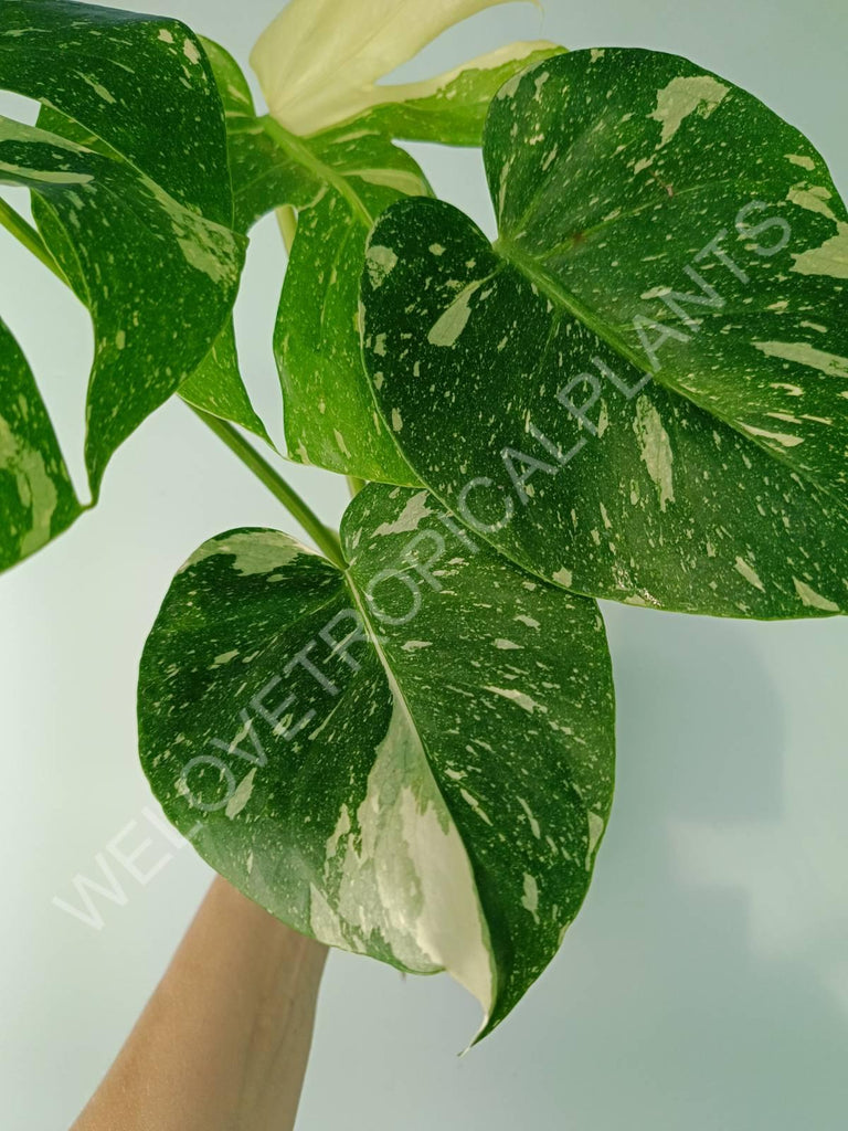 Monstera thai constellation