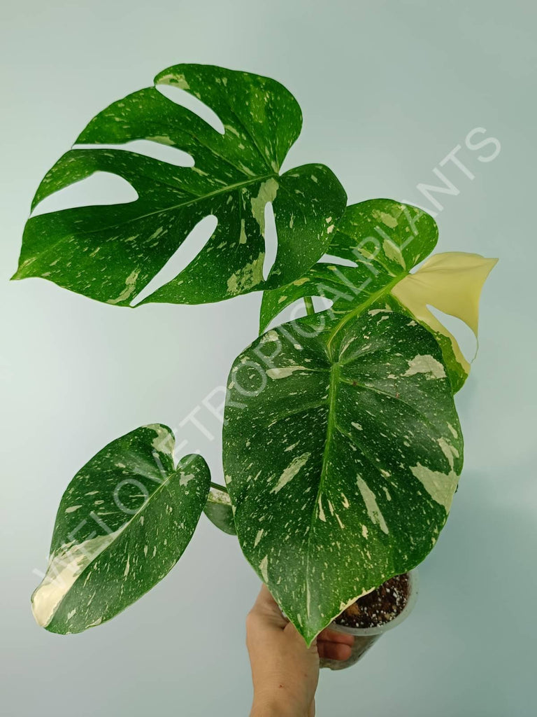 Monstera thai constellation