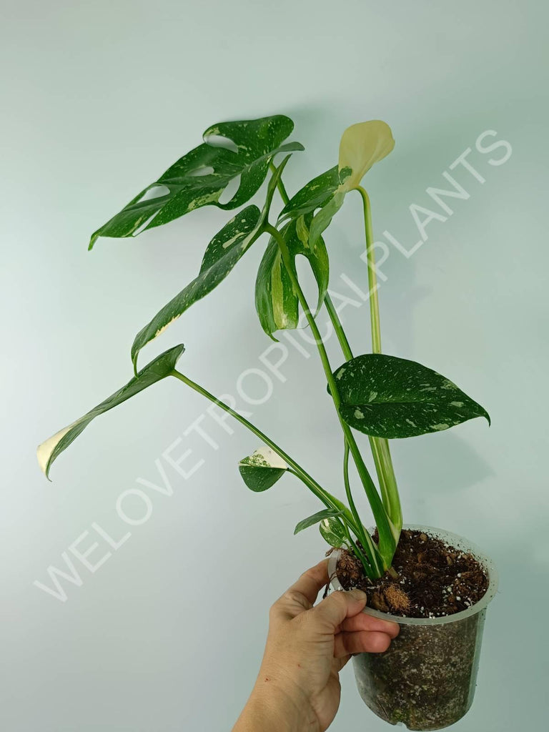 Monstera thai constellation