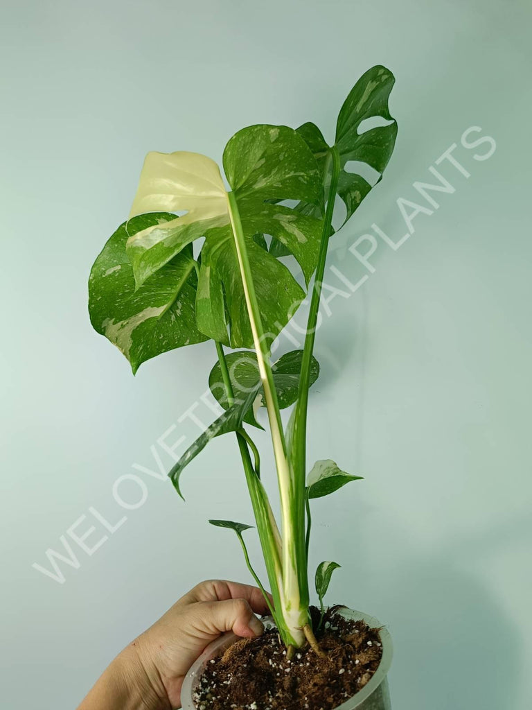 Monstera thai constellation