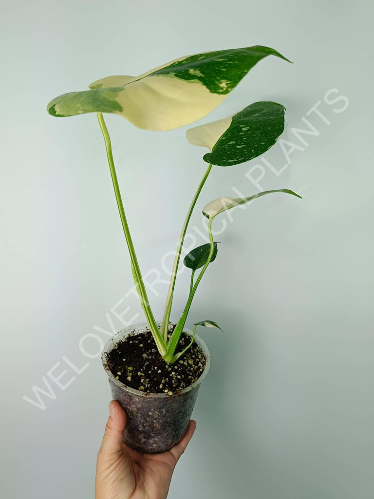 Monstera thai constellation EXTRA