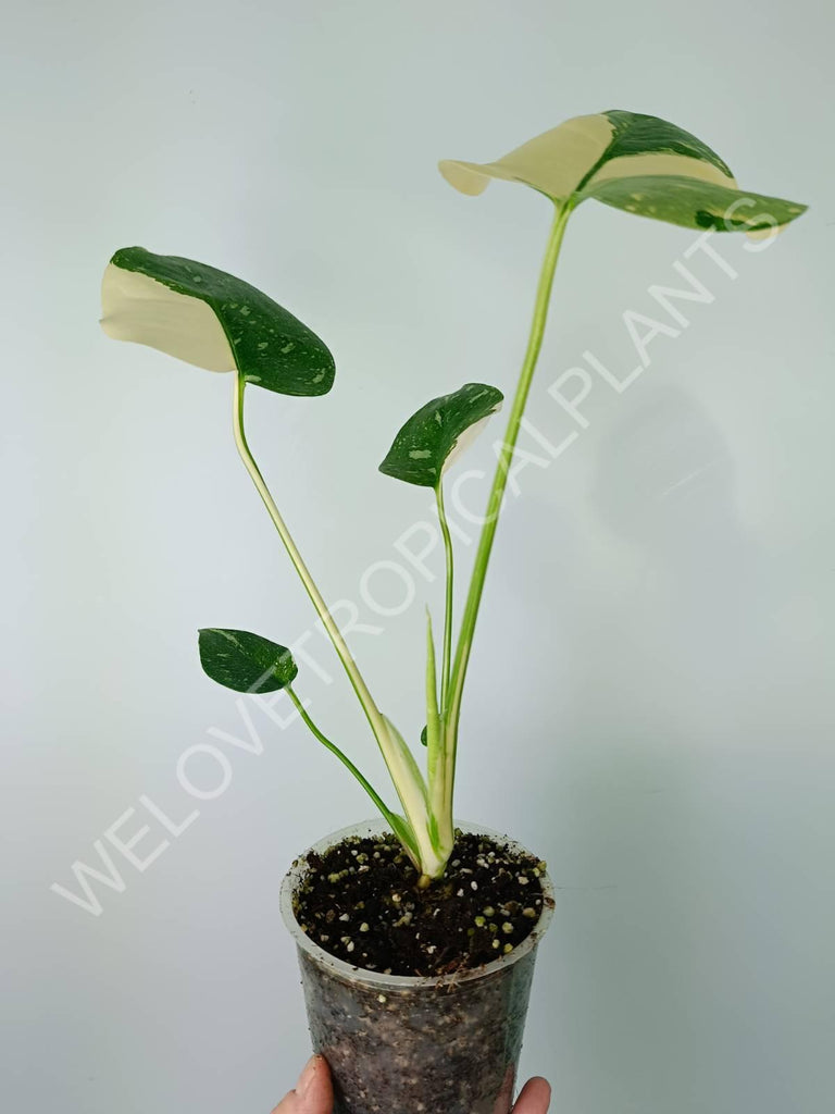 Monstera thai constellation EXTRA