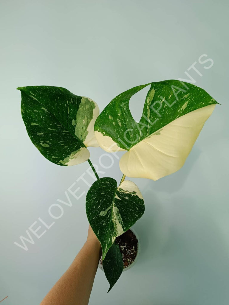 Monstera thai constellation HALFMOON