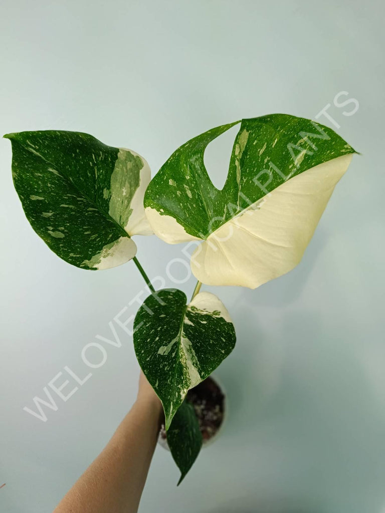 Monstera thai constellation HALFMOON