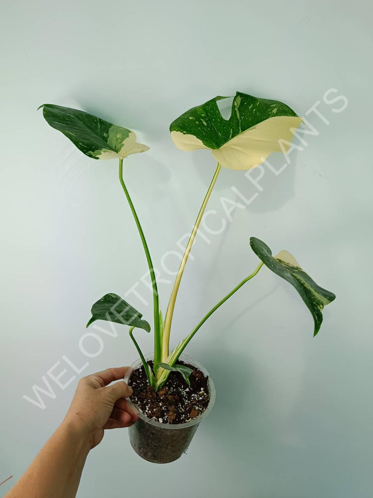 Monstera thai constellation HALFMOON