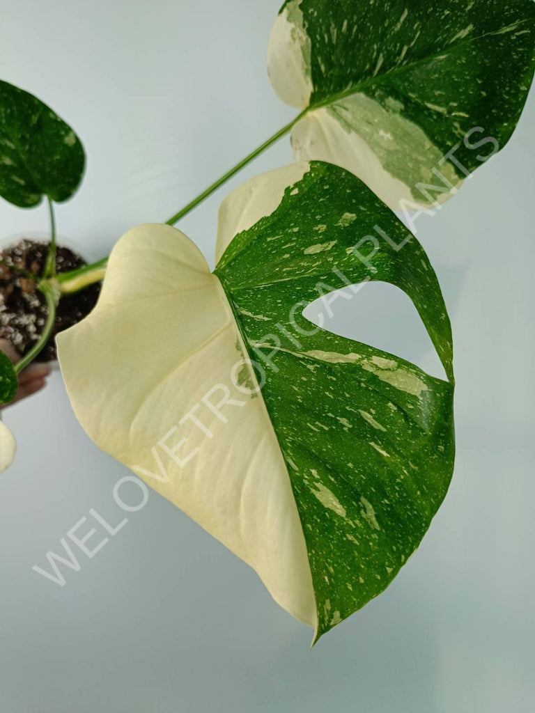 Monstera thai constellation HALFMOON