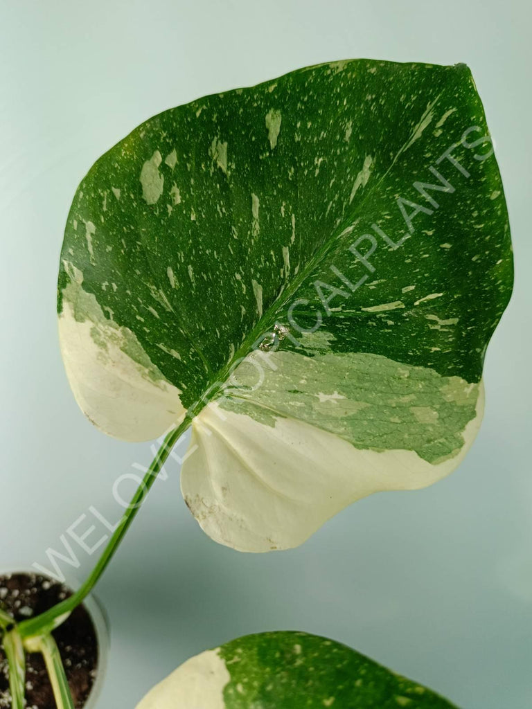 Monstera thai constellation HALFMOON