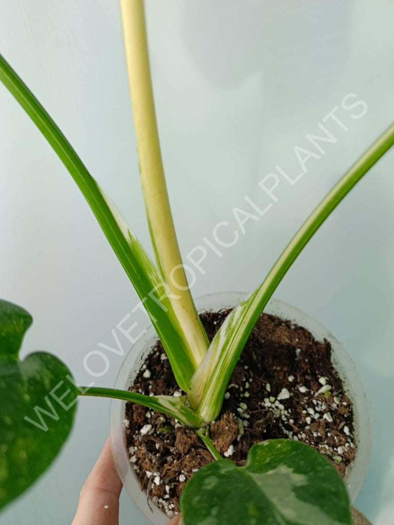 Monstera thai constellation HALFMOON