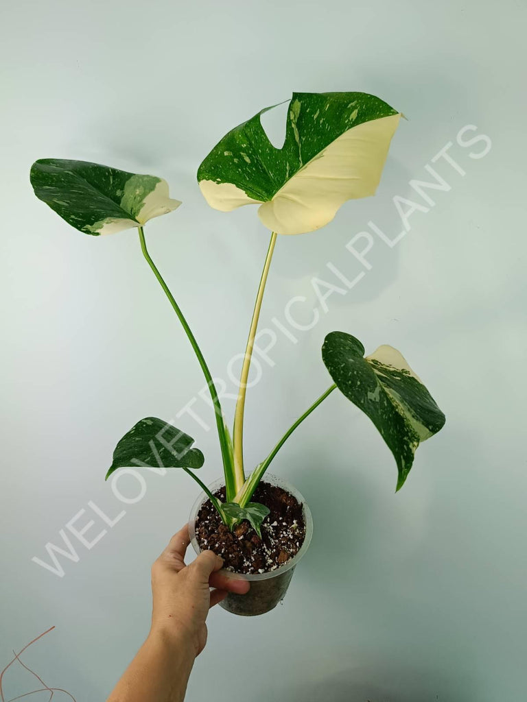 Monstera thai constellation HALFMOON