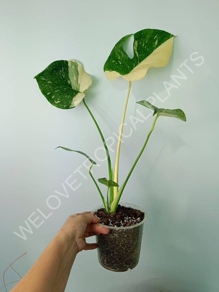 Monstera thai constellation HALFMOON