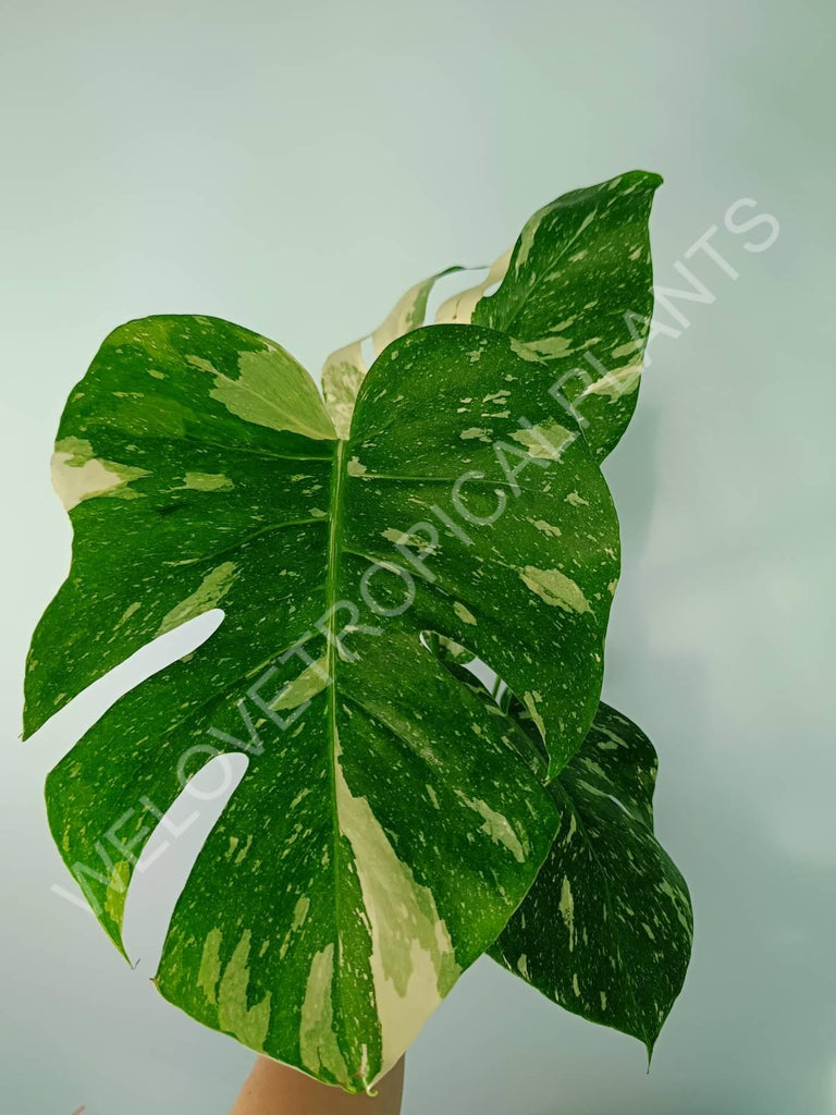 Monstera thai constellation 