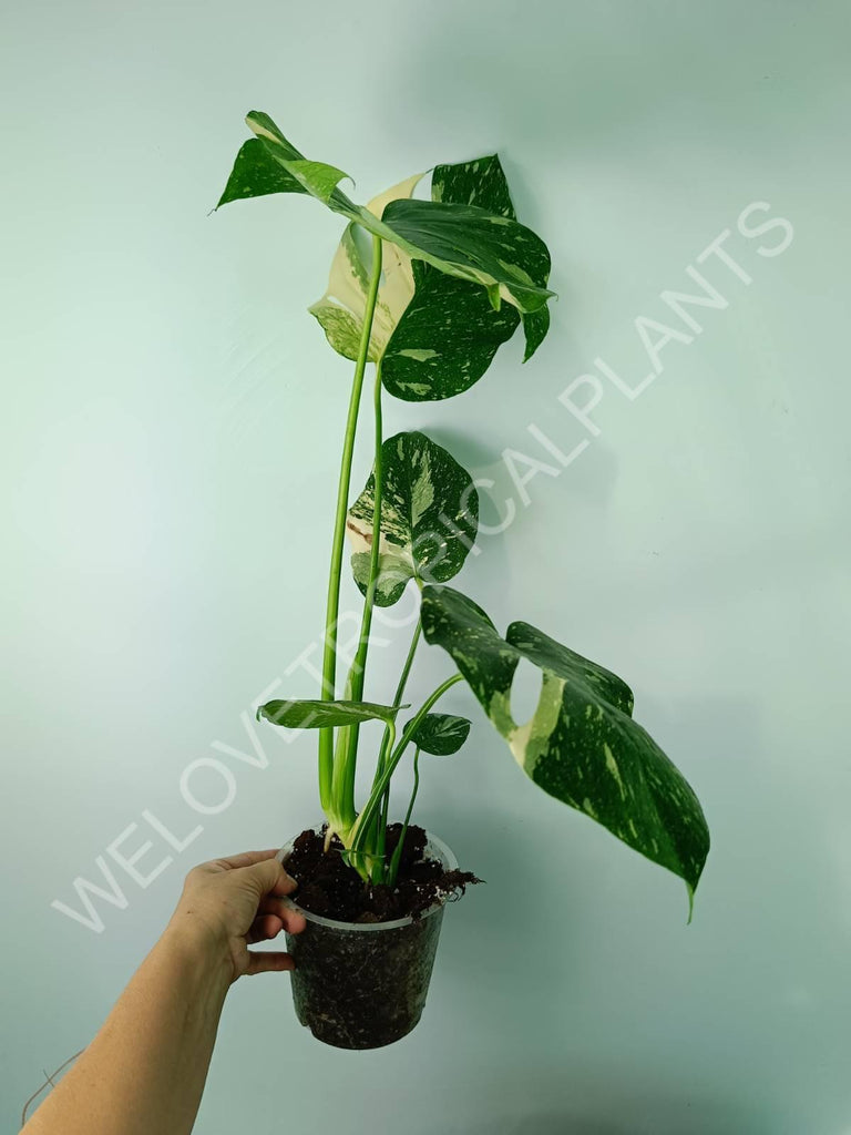 Monstera thai constellation 