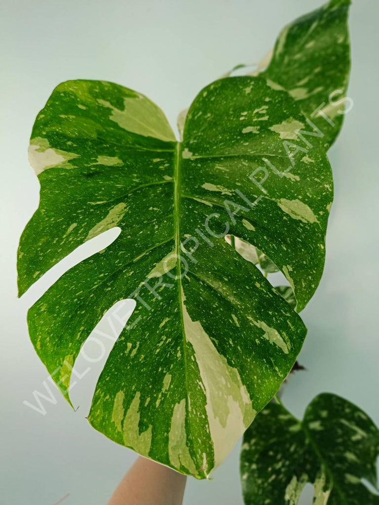 Monstera thai constellation 