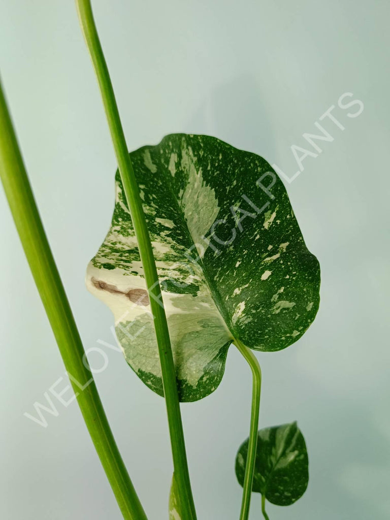 Monstera thai constellation 