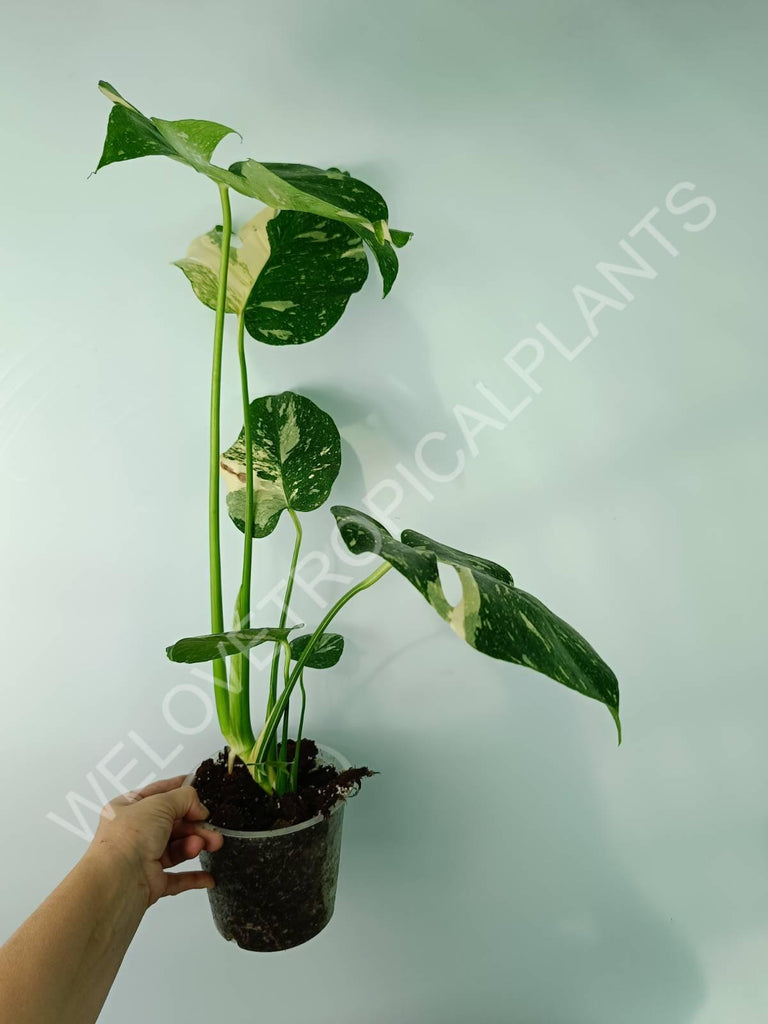 Monstera thai constellation 