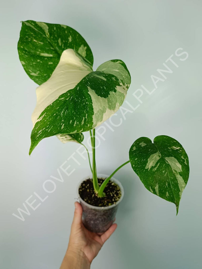 Monstera thai constellation EXTRA