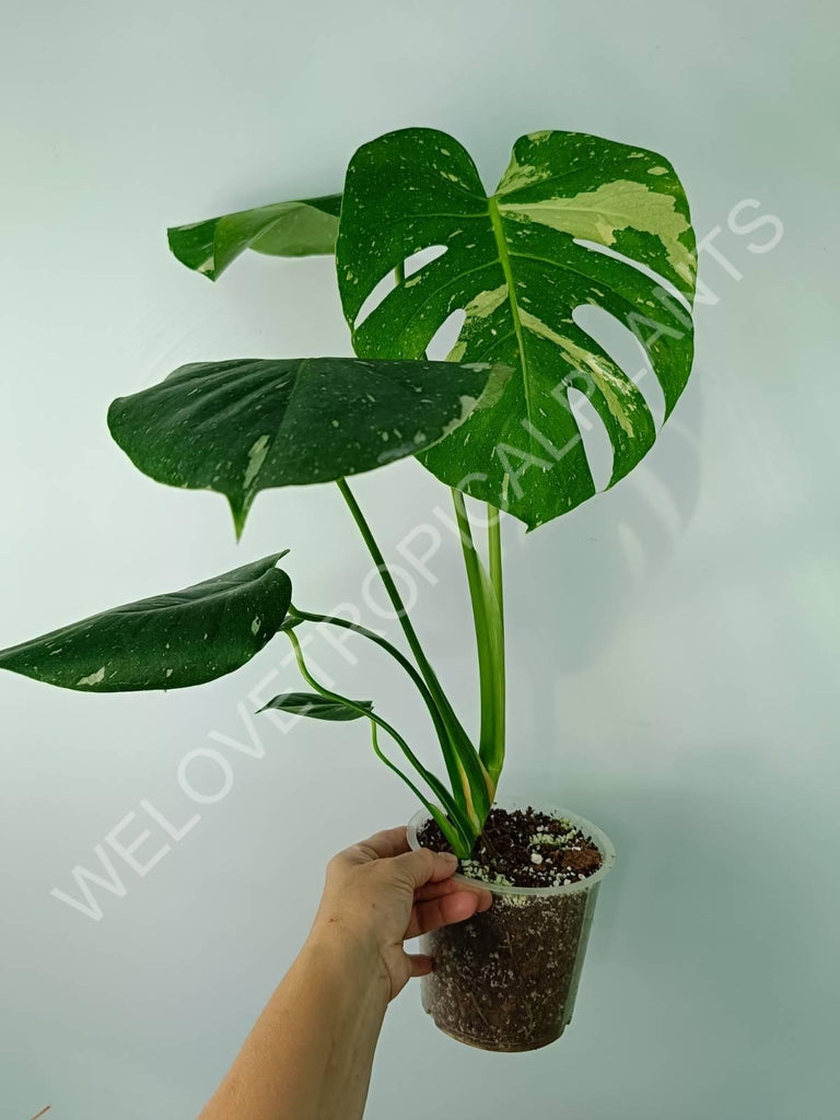 Monstera thai constellation