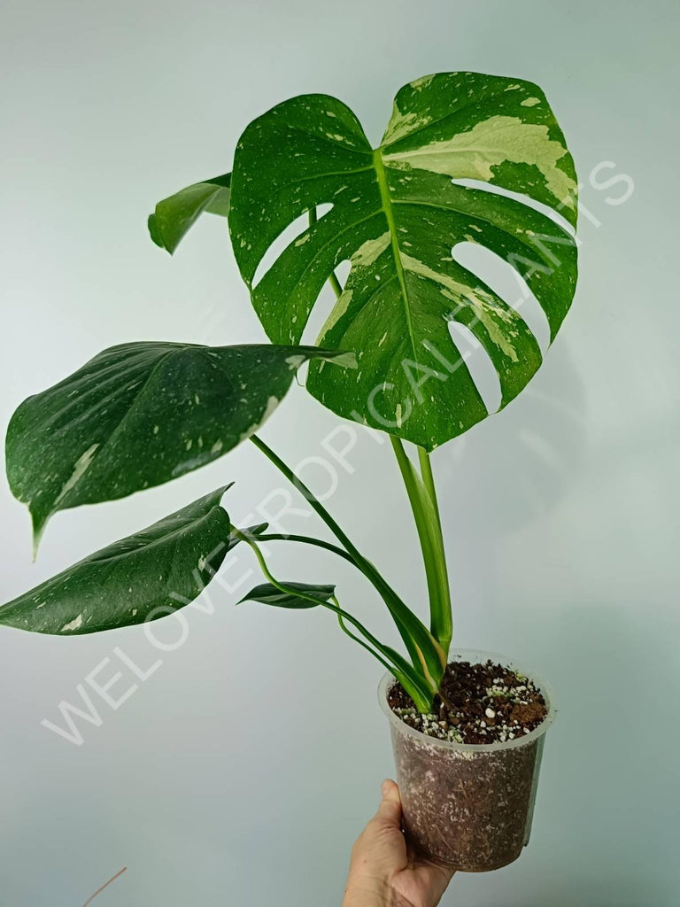 Monstera thai constellation