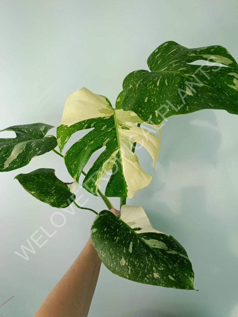 Monstera thai constellation