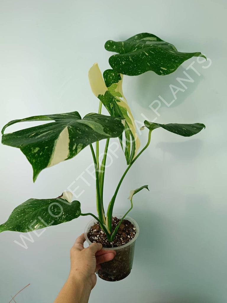 Monstera thai constellation