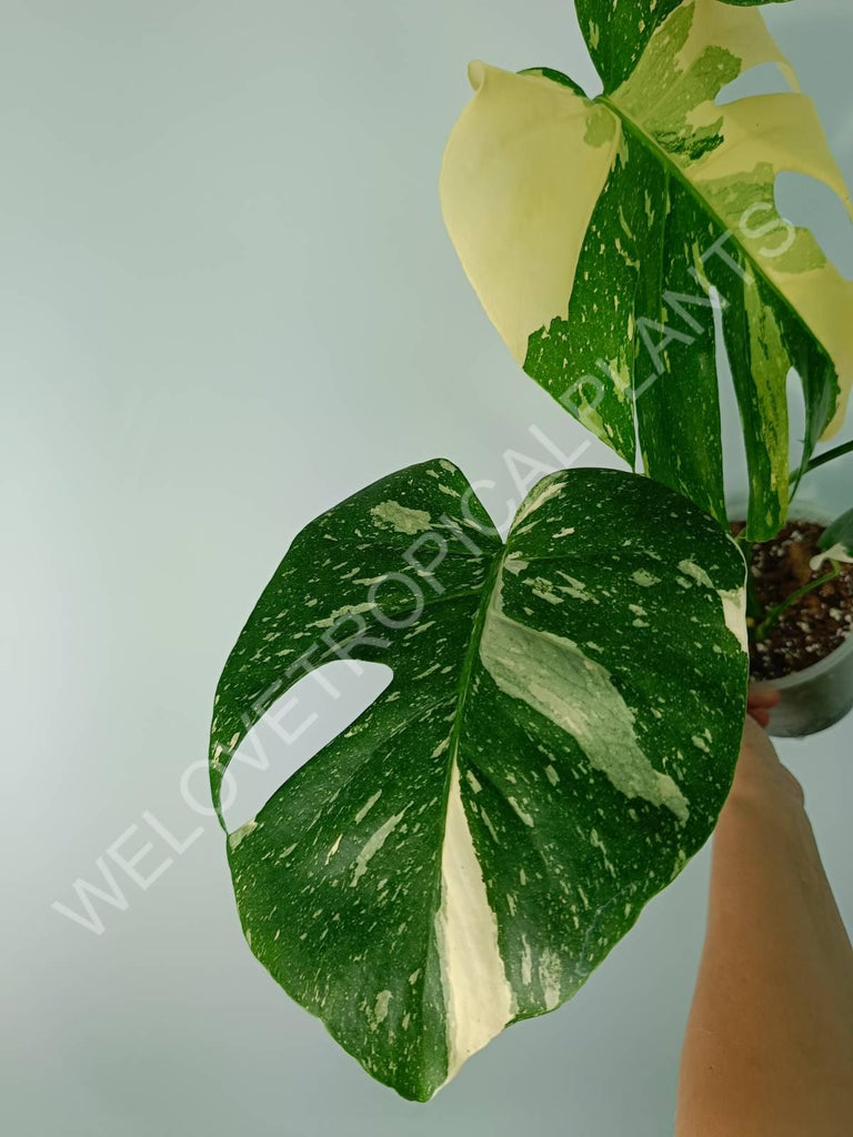 Monstera thai constellation