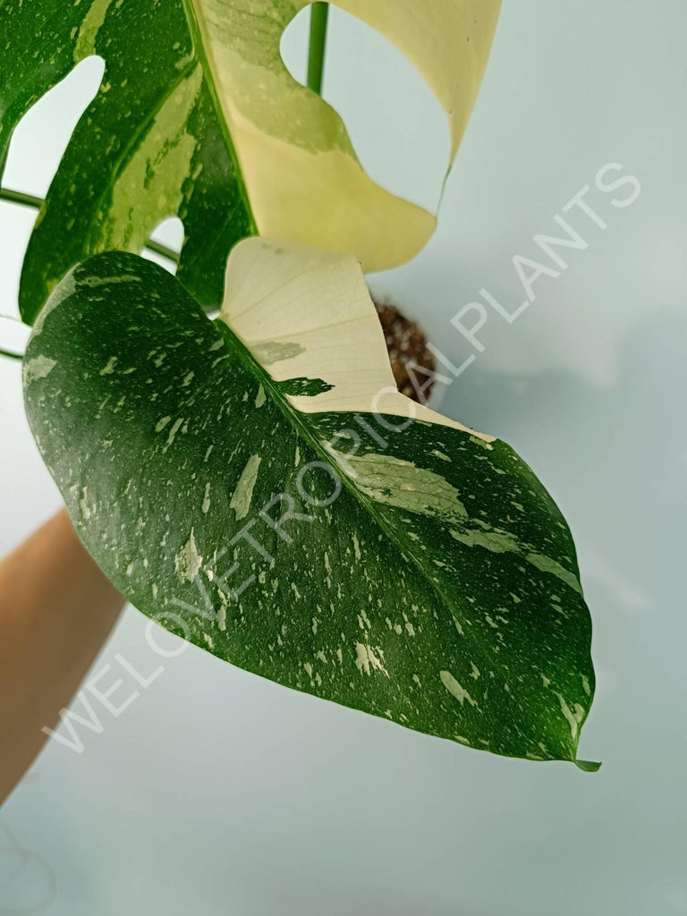 Monstera thai constellation