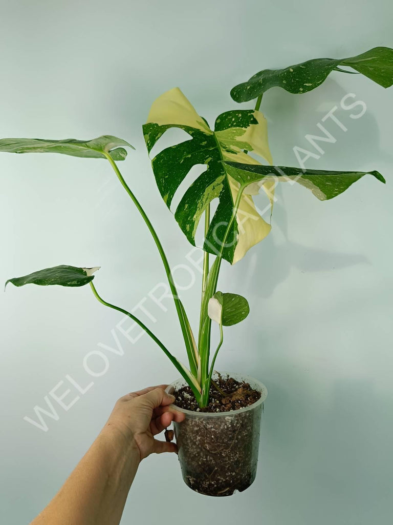 Monstera thai constellation