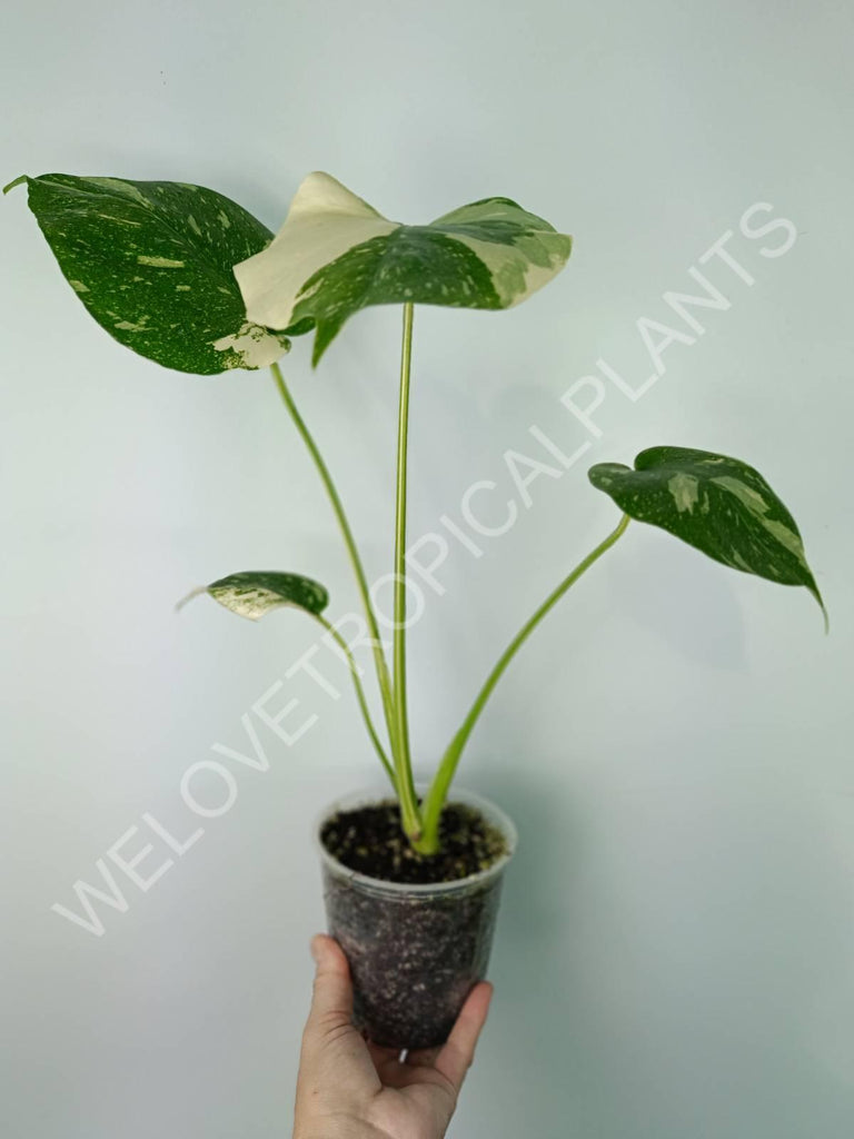 Monstera thai constellation EXTRA