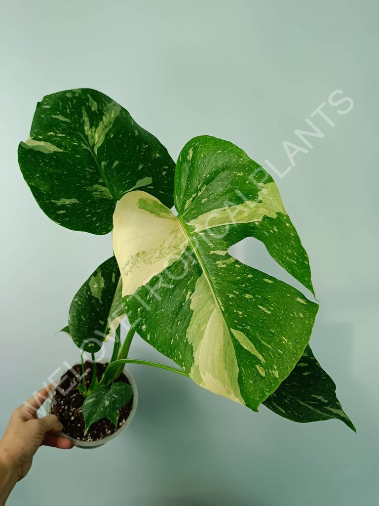 Monstera thai constellation