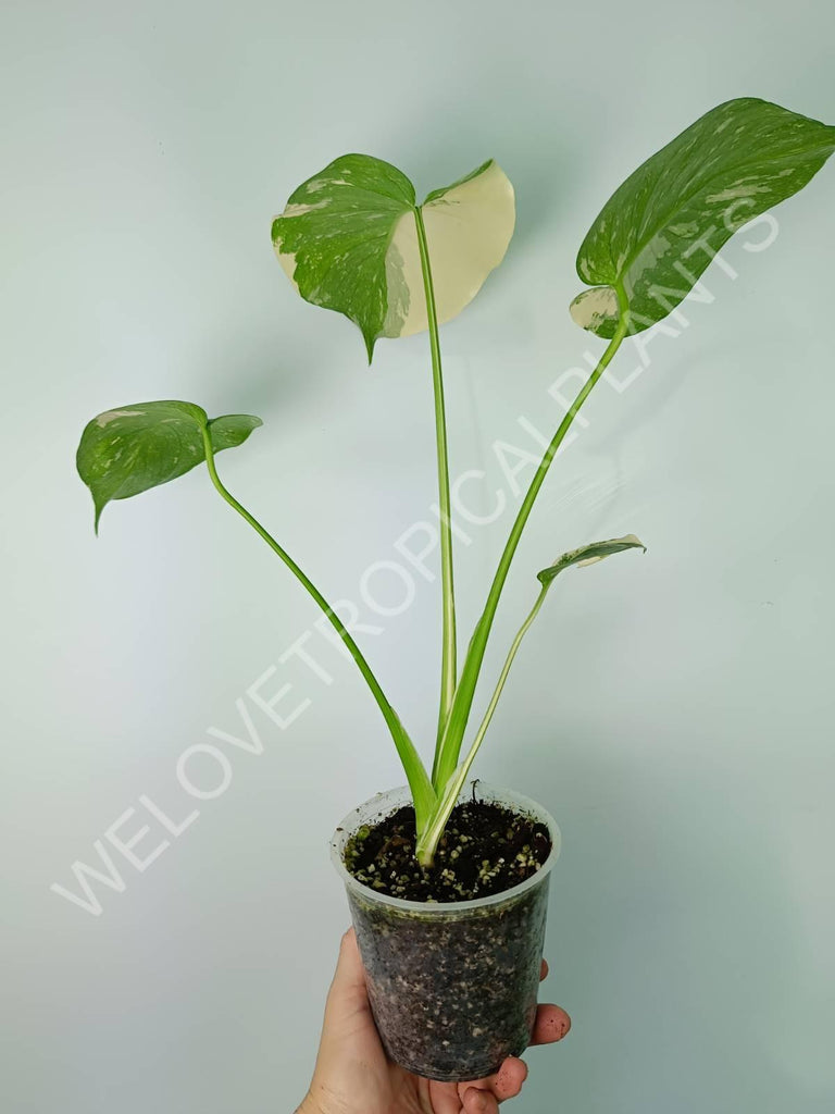 Monstera thai constellation EXTRA