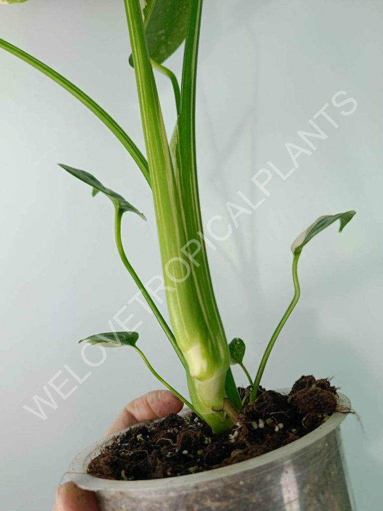 Monstera thai constellation