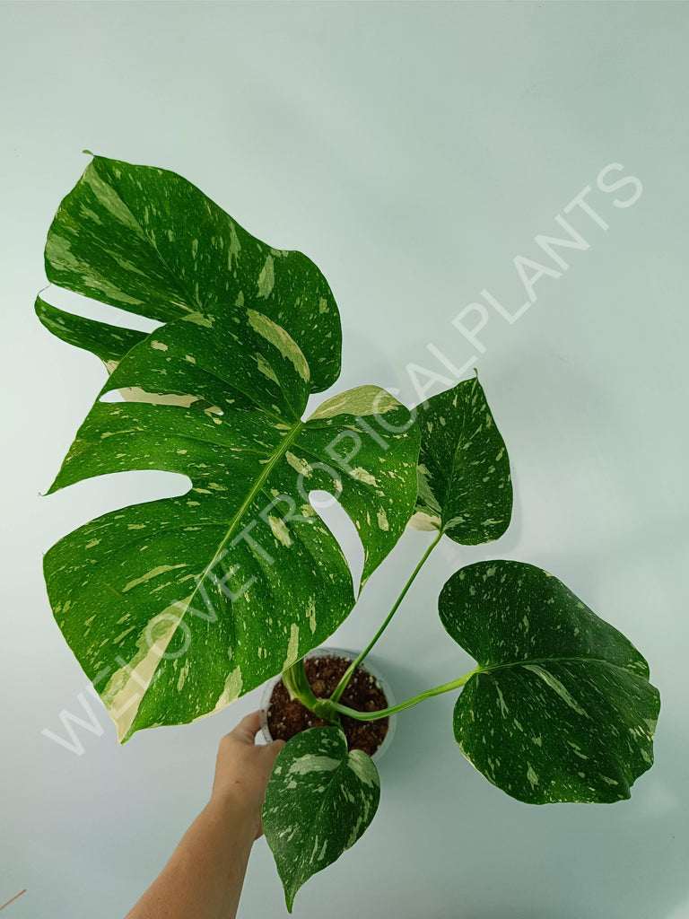 Monstera thai constellation