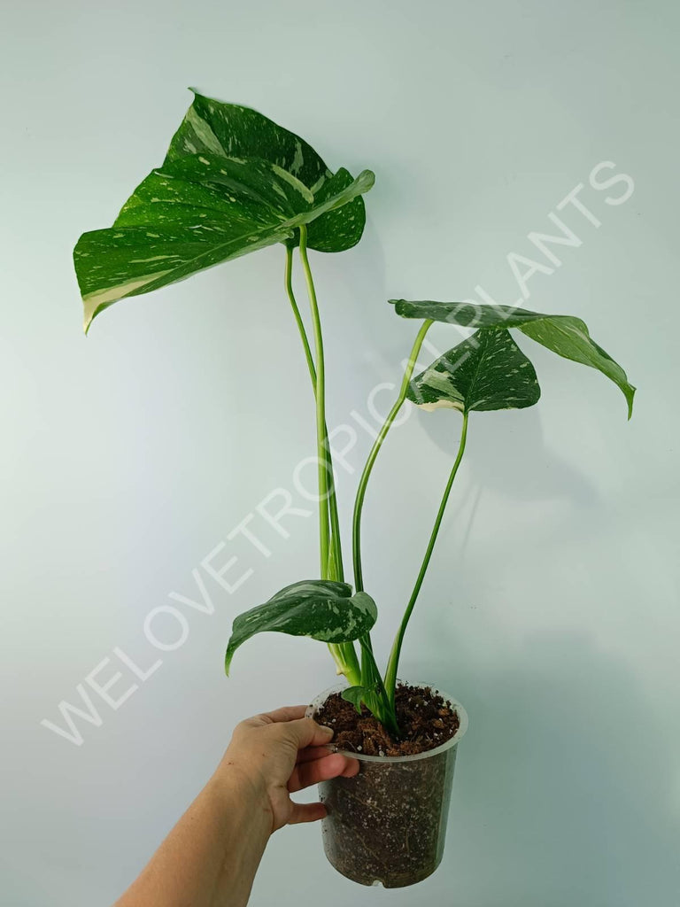 Monstera thai constellation