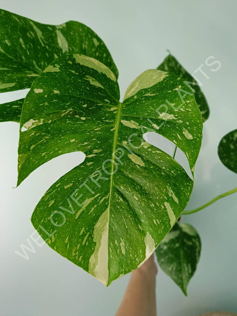 Monstera thai constellation