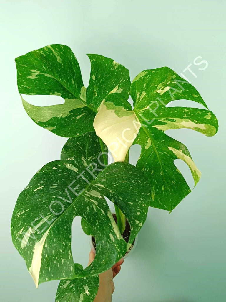 Monstera thai constellation