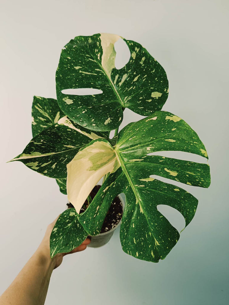 Monstera thai constellation