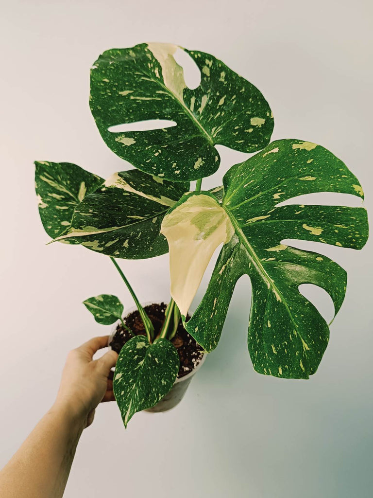 Monstera thai constellation