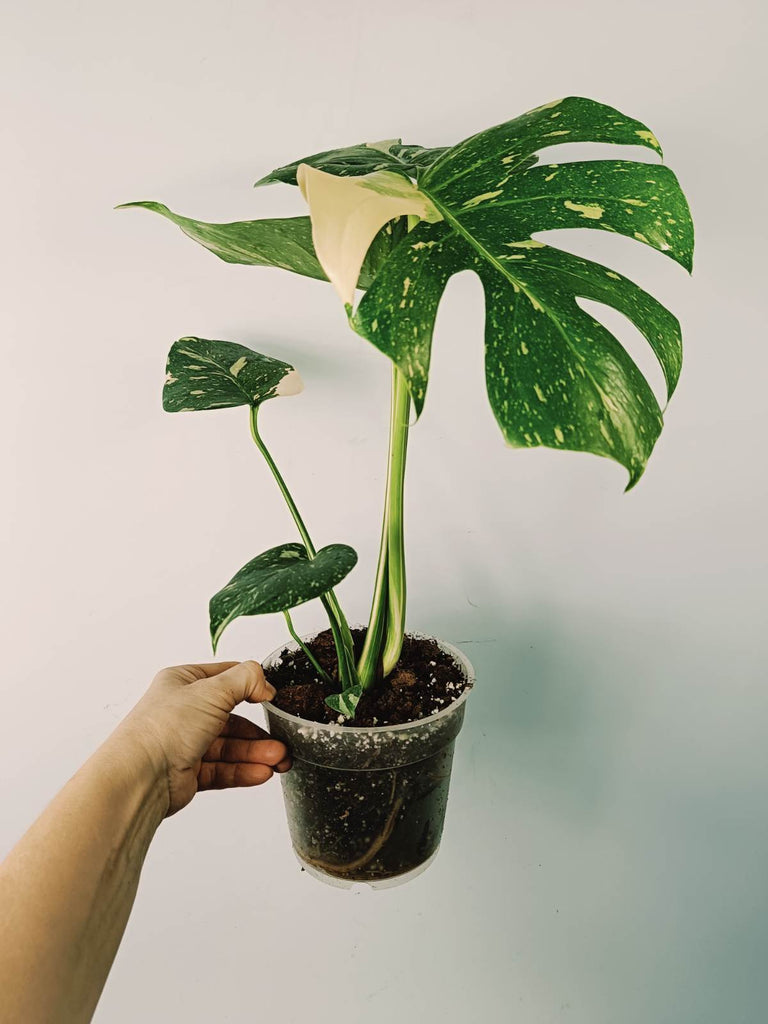 Monstera thai constellation